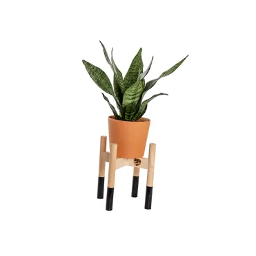 plant with stand